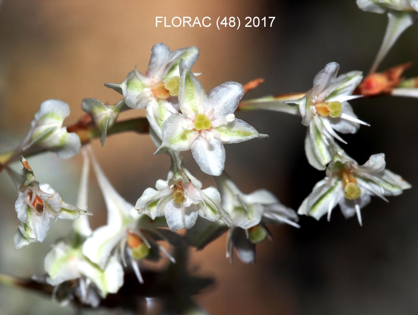 Vine, Russian (Silver-laced) flower